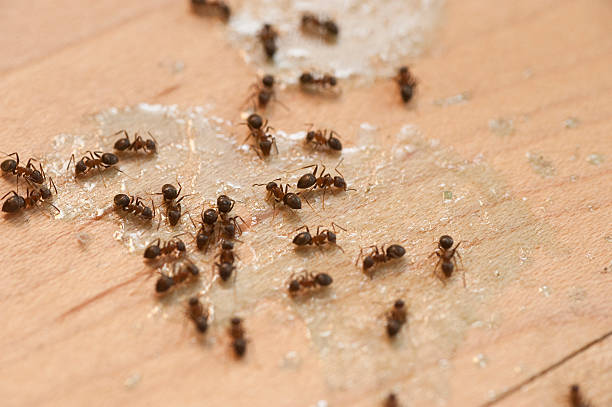Best Bed Bug Extermination  in Fremont, OH